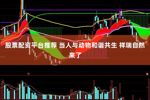 股票配资平台推荐 当人与动物和谐共生 祥瑞自然来了